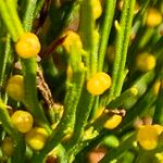 Psilotum nudum 果実