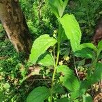 Lippia kituiensis Leaf