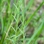 Linum tenuifolium برگ