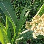 Sorghum bicolor Leaf