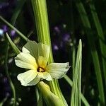 Sisyrinchium striatum چھال