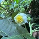 Saurauia montana Λουλούδι