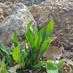 Plantago ovata Leht