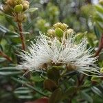 Metrosideros operculata Flor