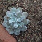 Echeveria laui Hábito