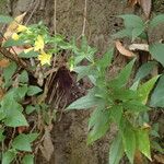 Ixanthus viscosus Flower