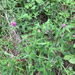 Trifolium alpestre 整株植物