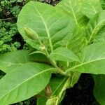 Nicotiana tabacum Blad