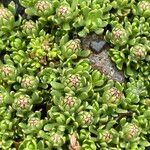 Baccharis alpina Flower