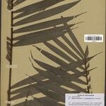 Bactris hirta Fuelha