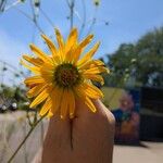 Silphium terebinthinaceum Žiedas