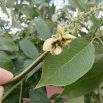 Clitoria fairchildiana Blad