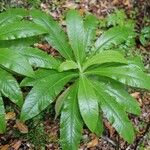 Musschia wollastonii Leaf