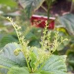 Laportea canadensis Flor