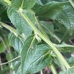 Verbascum chaixii Leaf