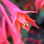 Fuchsia fulgens Blüte