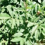 Zanthoxylum chalybeum Leaf