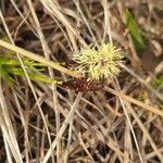 Carex montana Цветок