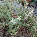 Arenaria pungens Квітка