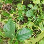 Cryptolepis sanguinolenta Leaf
