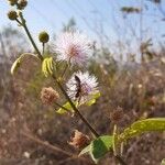 Anisantherina hispidula Blomma