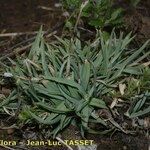 Poa molinerii Habitat