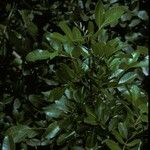 Schinus terebinthifolius Kůra