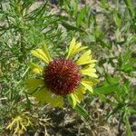 Gaillardia aestivalis Flower