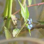 Commelina diffusa Hoja