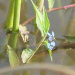 Commelina diffusa Lehti