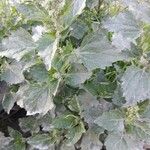 Chenopodium murale List