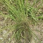 Stipa capillata Leaf