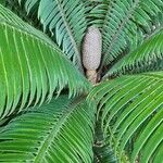 Dioon spinulosum Plod