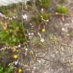 Limonium santapolense Flor