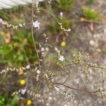 Limonium santapolense