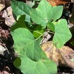 Passiflora lutea Leaf