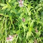 Stachys palustrisFlower