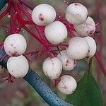 Cornus racemosaFruto