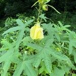Abelmoschus moschatus Frunză