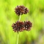 Juncus ensifolius Fruto