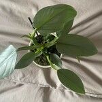 Philodendron hastatum Foglia