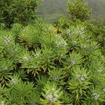 Globularia salicina Habit