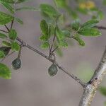 Commiphora mollis Folha