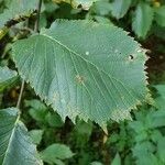 Ulmus glabraBlad