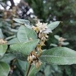 Elaeagnus × submacrophylla Fleur