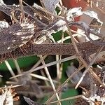 Xanthium spinosum Bark