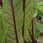 Rumex sanguineus Leaf