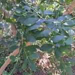 Rotheca myricoides पत्ता