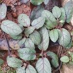 Strobilanthes reptans পাতা