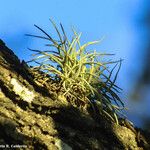 Tillandsia recurvata برگ